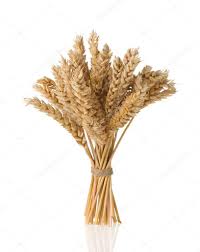 قیمت سبوس برنج