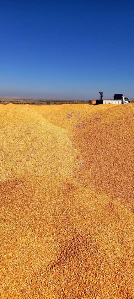 لیست قیمت خرید ذرت