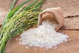 قیمت عمده سبوس برنج