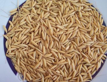 برداشت شلتوک برنج