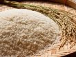 پخش عمده سبوس برنج