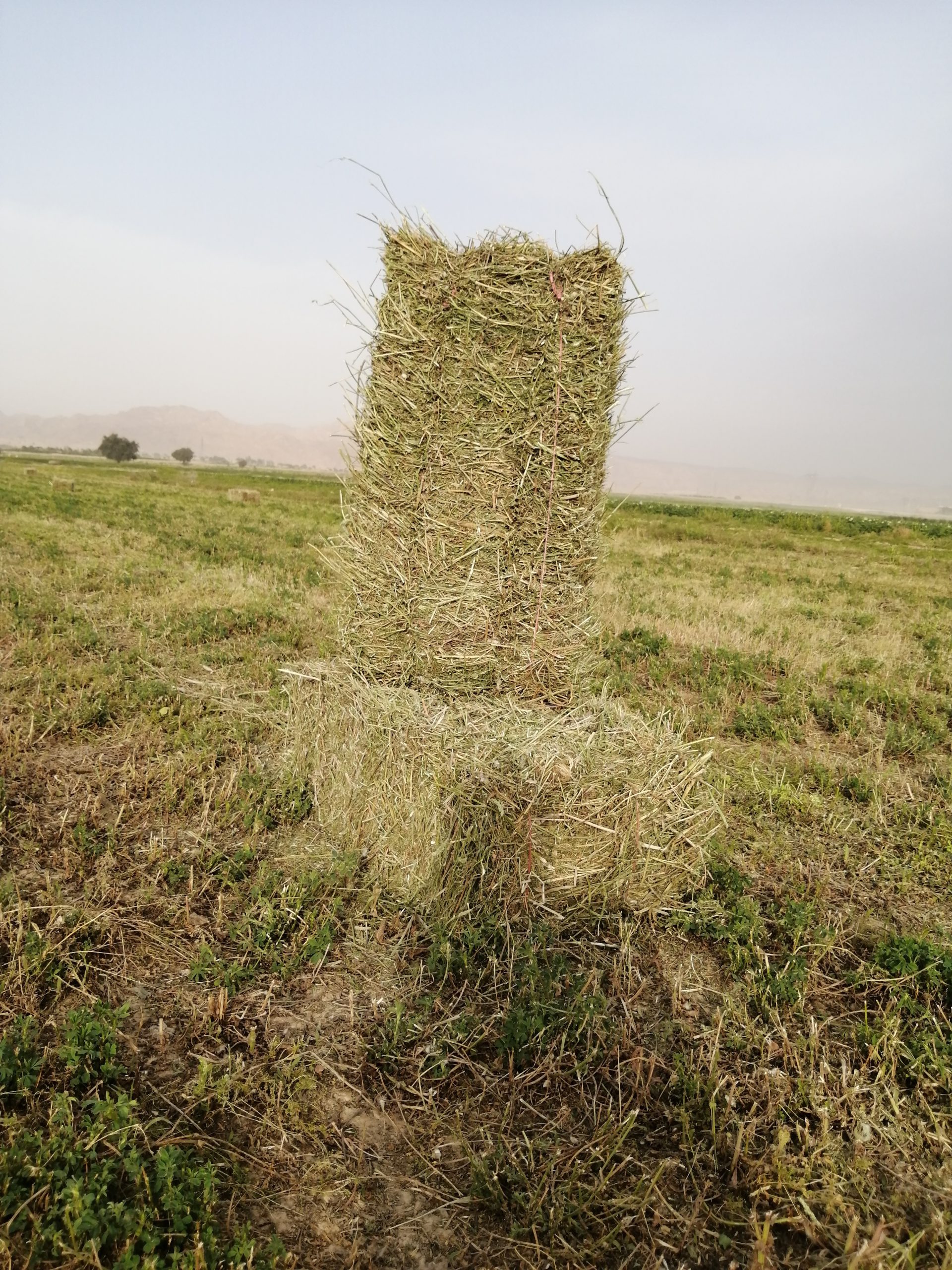 خرید یونجه