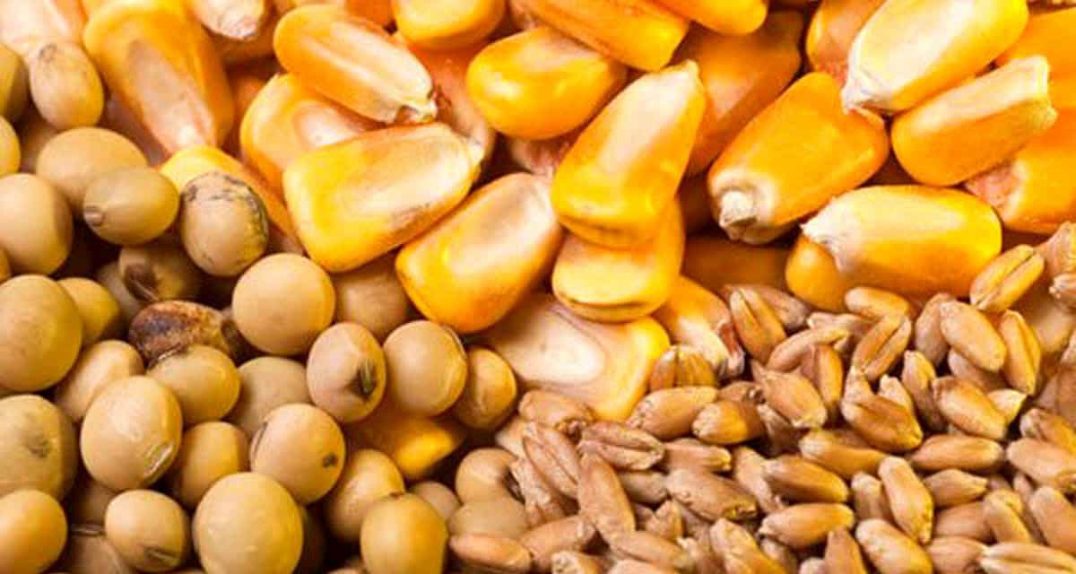 خرید کنسانتره دام گوشتی