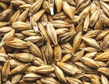 صادرات جو روس به عراق
